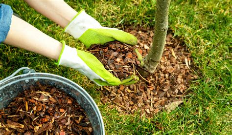 Quel Paillage Pour Les Arbres Jardiland