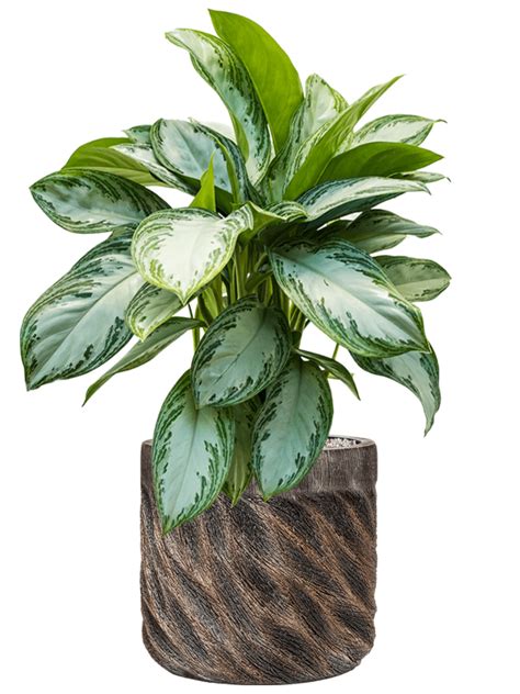 Aglaonema Silver Bay Donica Baq Luxe Lite Universe Wave System