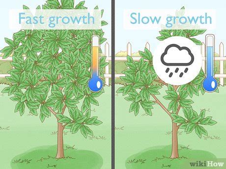 How Long Does It Take For A Tree To Grow Growth Stages More