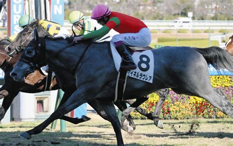 【阪神5r・2歳新馬戦】マイネルラウレアが初陣v 横山武「かなりいいものがある」素質を高く評価：中日スポーツ・東京中日スポーツ