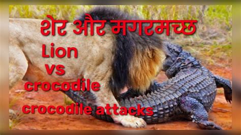 Lion aur crocodile ||Lion vs crocodile || lion attack on crocodile ...