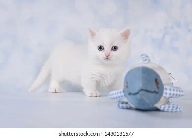 Little Adorable White Munchkin Kitten Stock Photo 1430131577 | Shutterstock