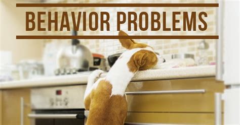 Behavioural Problems Of Dogs Some Examples Cute Pets Planet