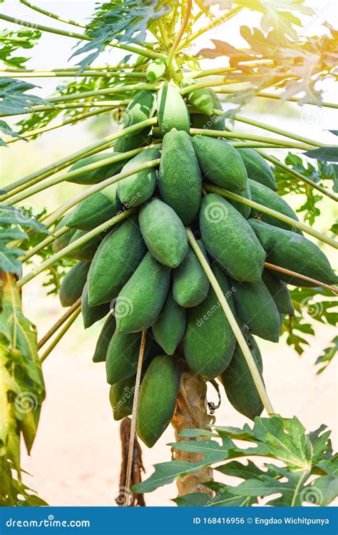 Green Papaya Fruits Growing Hang On The Papaya Tree With Sunlight In