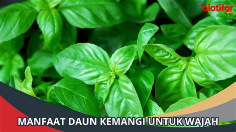 Manfaat Daun Kemangi Untuk Wajah Rahasia Kecantikan Alami Biotifor