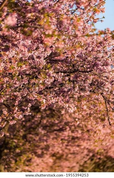 Kawazu Cherry Blossom Izu Stock Photo 1955394253 | Shutterstock