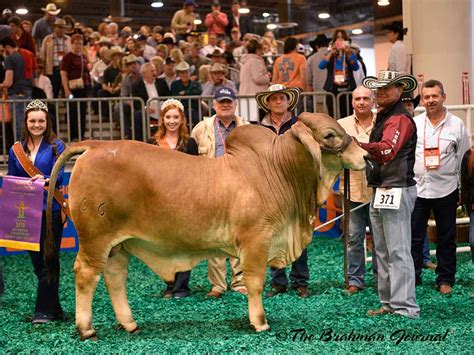 2018 Houston Livestock Show and Rodeo, Brahman Cattle Show; Calf ...