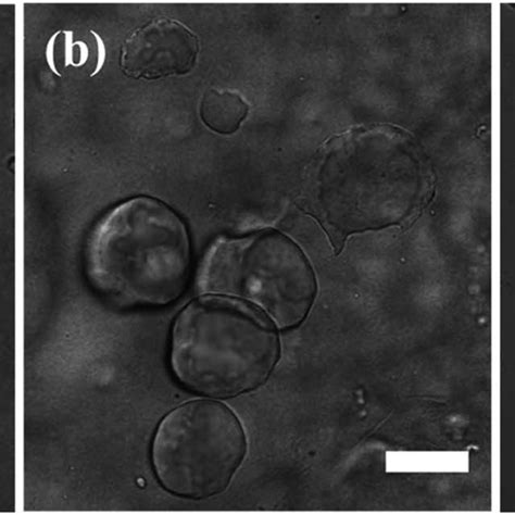 Confocal microscopy images of Pickering emulsion droplets recorded ...