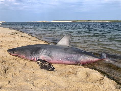 Beached Great White Shark