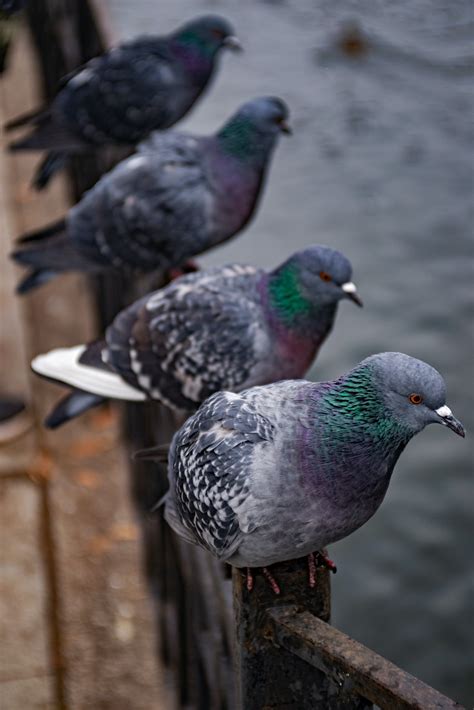 Photo of Birds Flying · Free Stock Photo