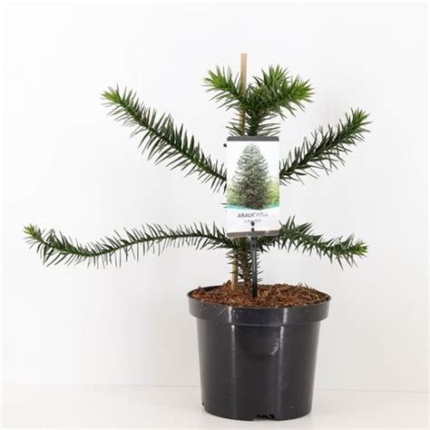 Araucaria Araucana Plant Wholesale Floraccess