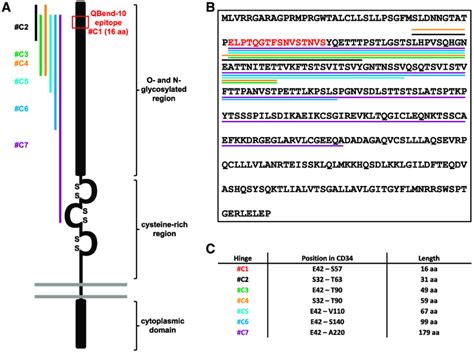 Structure And Amino Acid Sequence Of Human CD34 A Human CD34 Consists