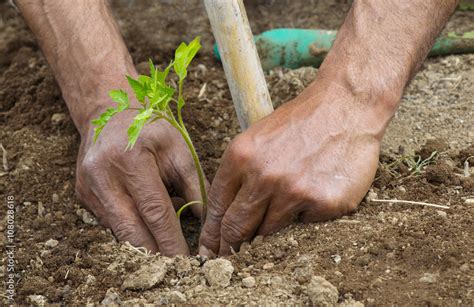 Mani Di Contadino Che Piantano Una Pianta Di Pomodoro Stock Photo