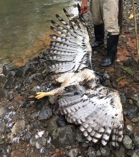 Top Imagen Importancia Del Aguila Arpia Abzlocal Mx