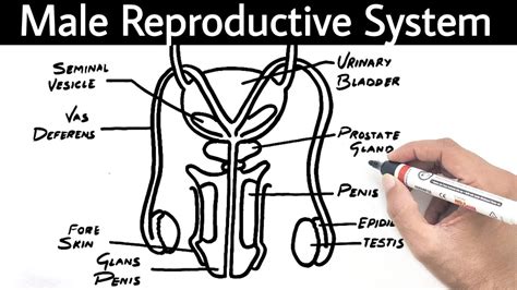 Male Reproductive System Easy Yokidzdrawing Yokidz Channel Youtube