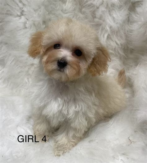 Toy Poodle puppies for sale | Dogs & Puppies for Rehoming | Edmonton ...