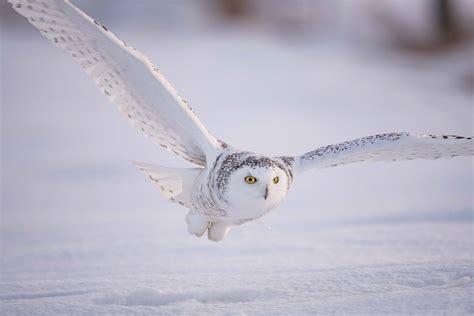 Snowy Owls of Canada | bobofscotland