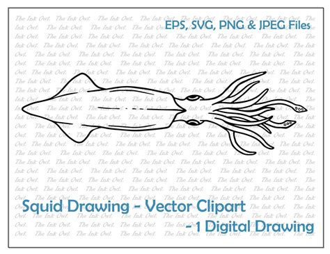 Squid Vector Clipart / Outline Digital Drawing Illustrations / - Etsy