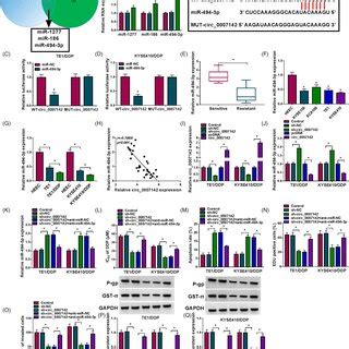 Silencing Of Circ 0007142 Evidently Reduced DDP Resistance In