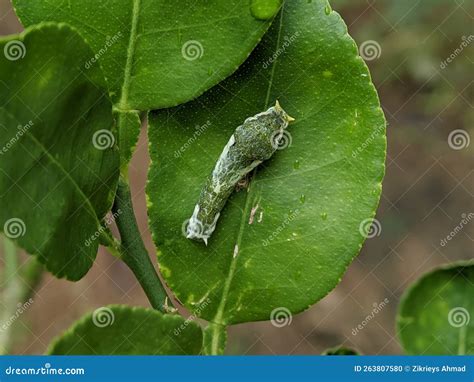 Macro Of Common Mormon Larva Stock Photo Image Of Flower Common