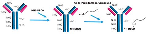 Antibody Conjugate Lifetein Peptide Blog