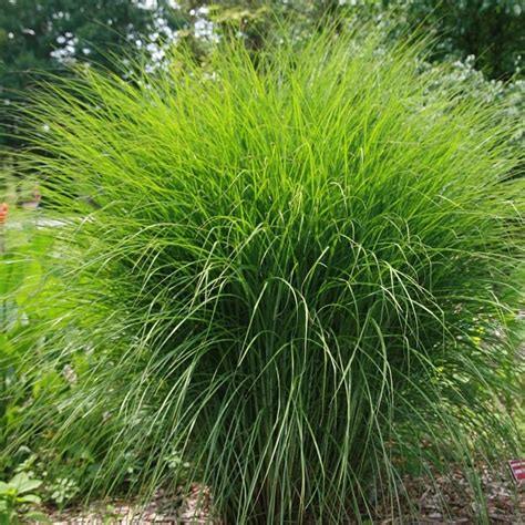 Miscanthus sinensis 'Gracillimus' ~ Maiden Grass | Ornamental grasses ...