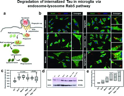 Degradation Of Internalized Tau In Microglia Via Endosome Lysosome Rab