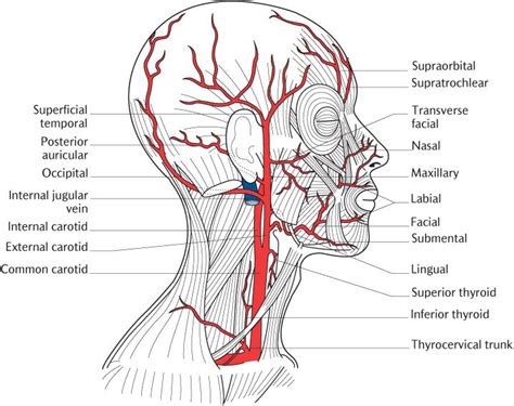 Anatomy Head And Neck Lateral Nasal Artery Article Atelier Yuwa Ciao Jp