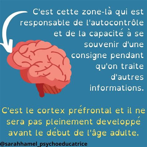 Cerveau Immature De L Enfant Celinefassmat