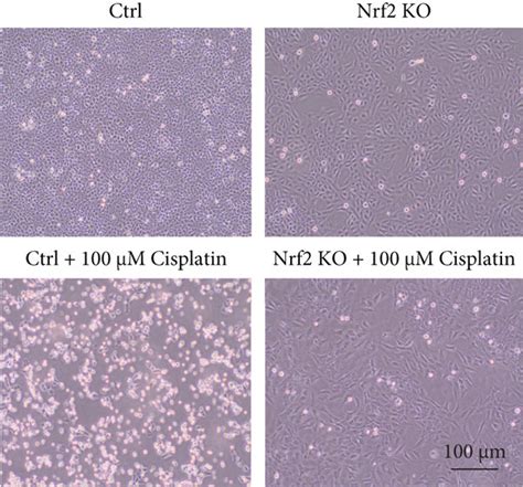 Nrf Ko Strongly Increases Cisplatin Resistance In Hei Oc Cells A