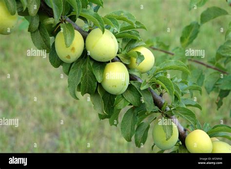 Prunus Salicina