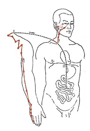 Small Intestine Meridian