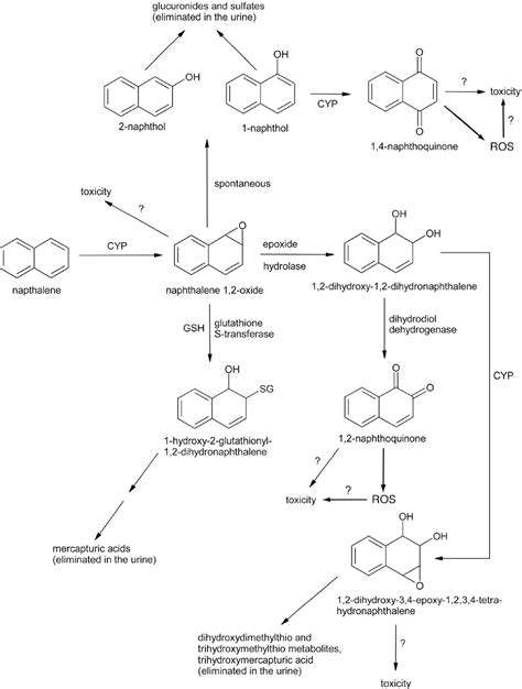 Naphthalene Metabolism In Relation To Target Tissue Anatomy Physiology