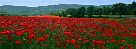 Mountains Hills Field Red Petaled Flower Field Trees Flowers