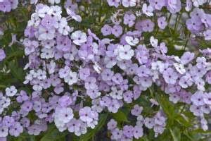 New Perennials For Greenhouse Grower