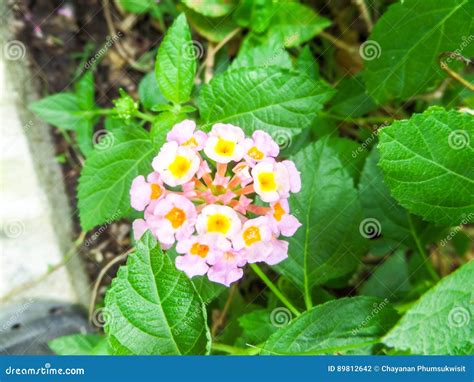 Lantana Mix Colorful Beauty White Yellow Pink Flowers Bloom Stock Photo