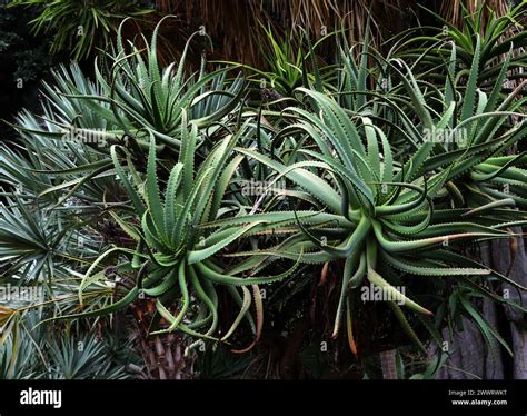 Krantz Aloe Or Candelabra Aloe Aloe Arborescens Asphodelaceae South