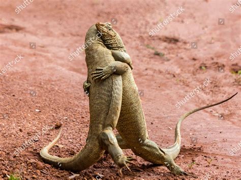 Two Lizards Appear Hug Each Other Editorial Stock Photo Stock Image