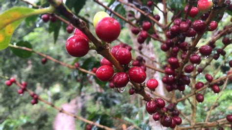 Specialty Peruvian Coffee - Khipu Coffee