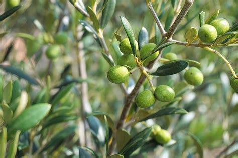 Xylella no a stop estirpazione alberi infetti pratica innesti non è