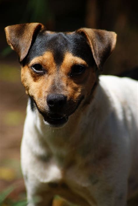 Category Brazilian Terrier Fox Terrier Hunderassen Reinrassige Hunde