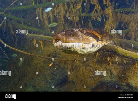 Green anaconda hi-res stock photography and images - Alamy