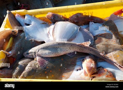 Fischmarkt food box Fotos und Bildmaterial in hoher Auflösung Alamy