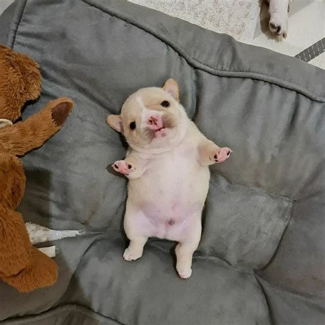 silly dog  propeller hat  large lollipop