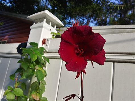 Better lighting this time. : r/gardening