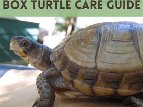 Can You Keep A Box Turtle As A Pet?