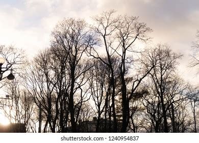 Silhouette Nude Trees Stock Photo 1240954837 Shutterstock