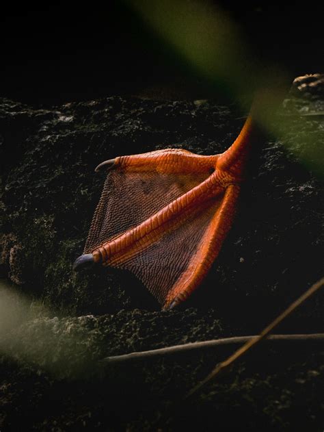 Karoline+Leavitt+Feet Photos, Download The BEST Free Karoline+Leavitt