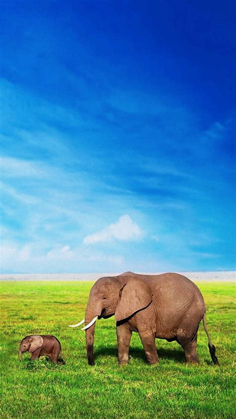 Elephant Wallpaper - iXpap