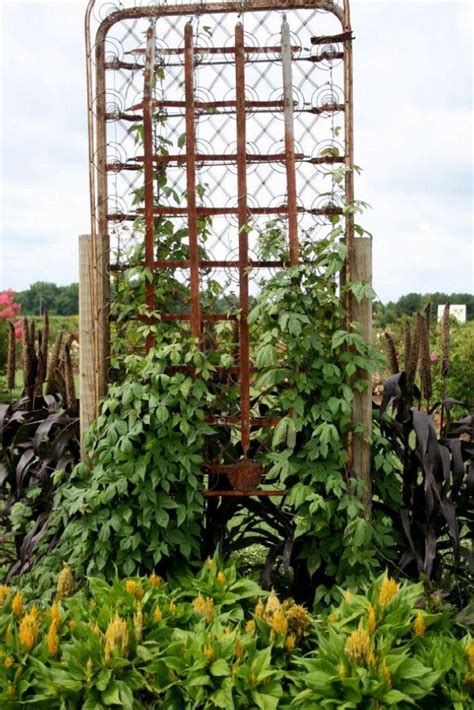 Hyacinth Bean Vine Starts Its Climb Up And Through The Coils Of An Old